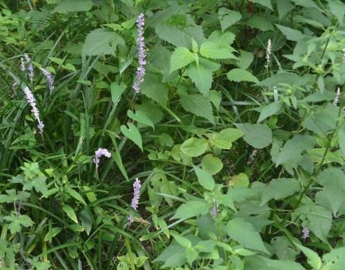 紫萼藓图片
