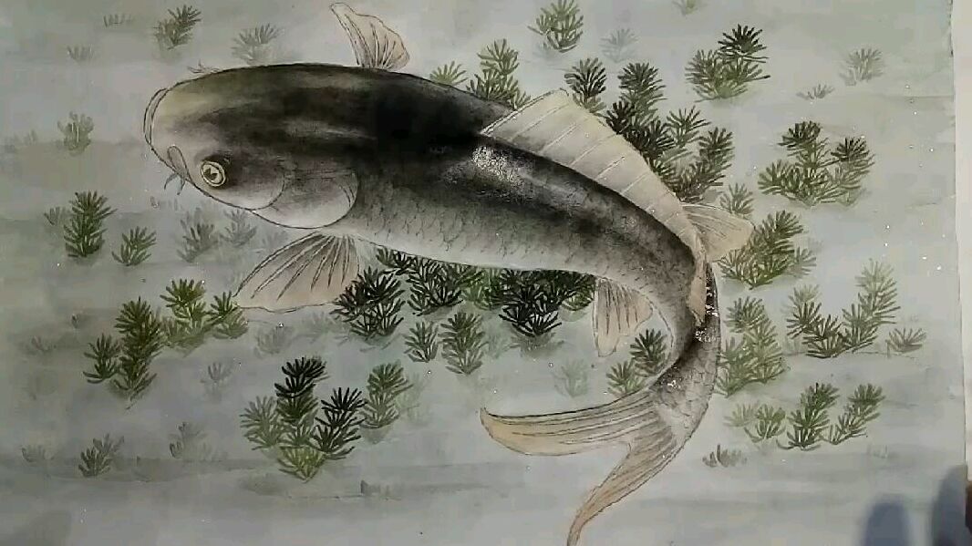 画工笔鲤鱼要有耐心才能画出神采