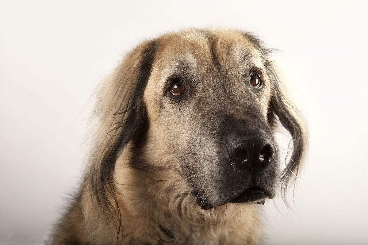 安纳托利亚牧羊犬:健壮勇敢,对孩子很温和,是很好的护卫犬