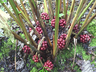 农村野外的叫做草果的植物,结出的果实是调料,还可以入药治病