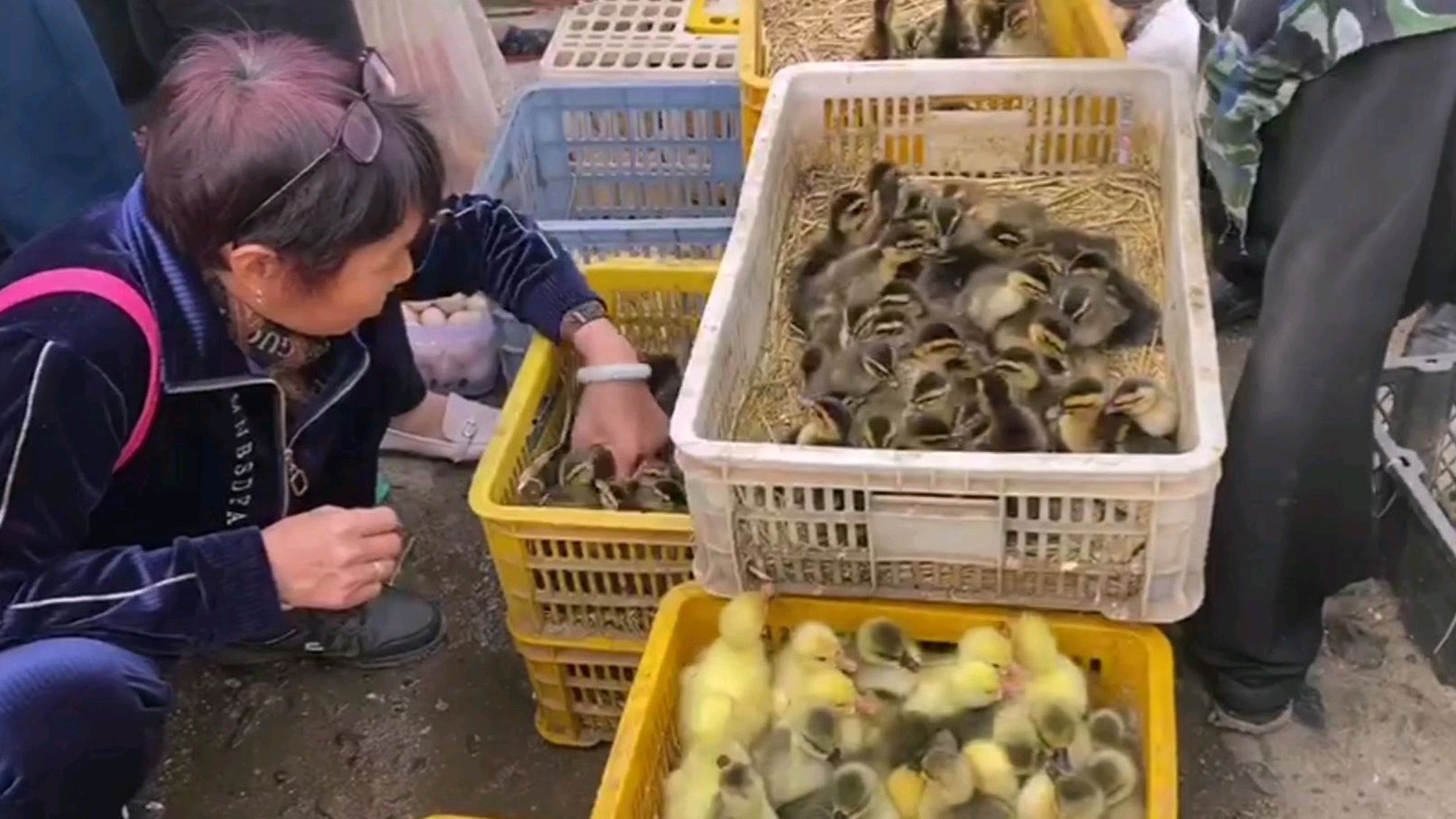 你知道如何分辨鸭子公母吗?鸦贩子有个绝活,1秒钟就能分辨出来