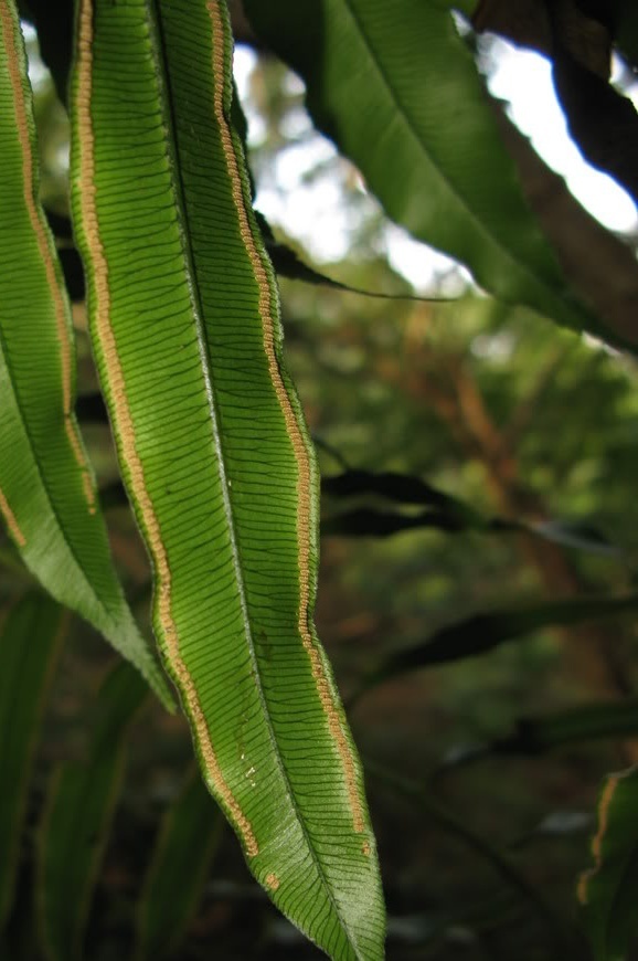 常见植物知识普及——福建莲座蕨