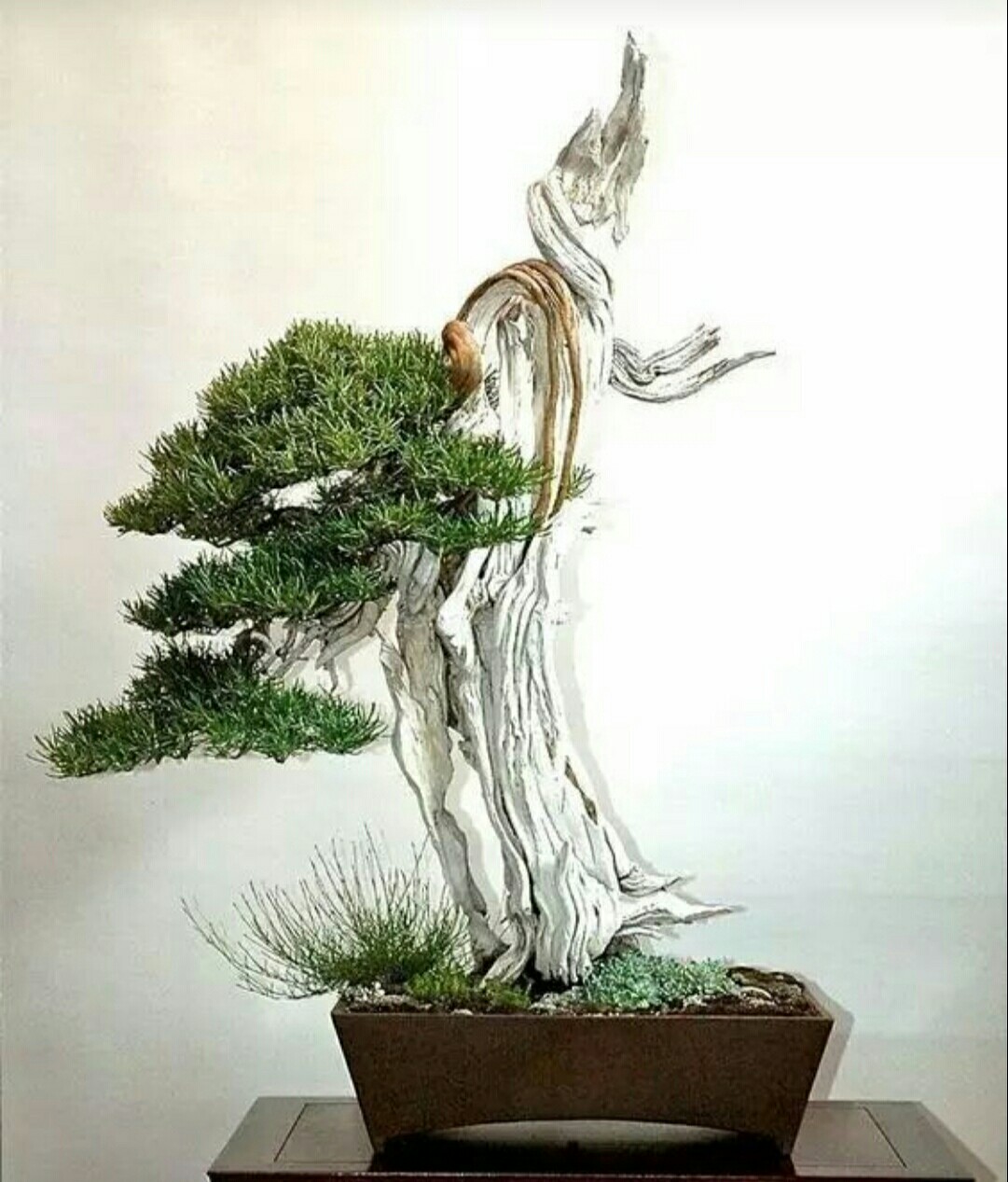 领略一下崖柏盆景的风采