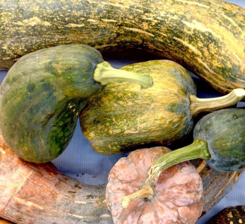 "毛楂即山楂.秦岭山楂,每年农历七月开始成熟.