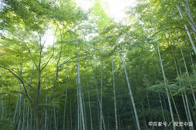 竹  刘孝先 竹生空野外,梢云耸百寻. 无人赏高节,徒自抱贞心.