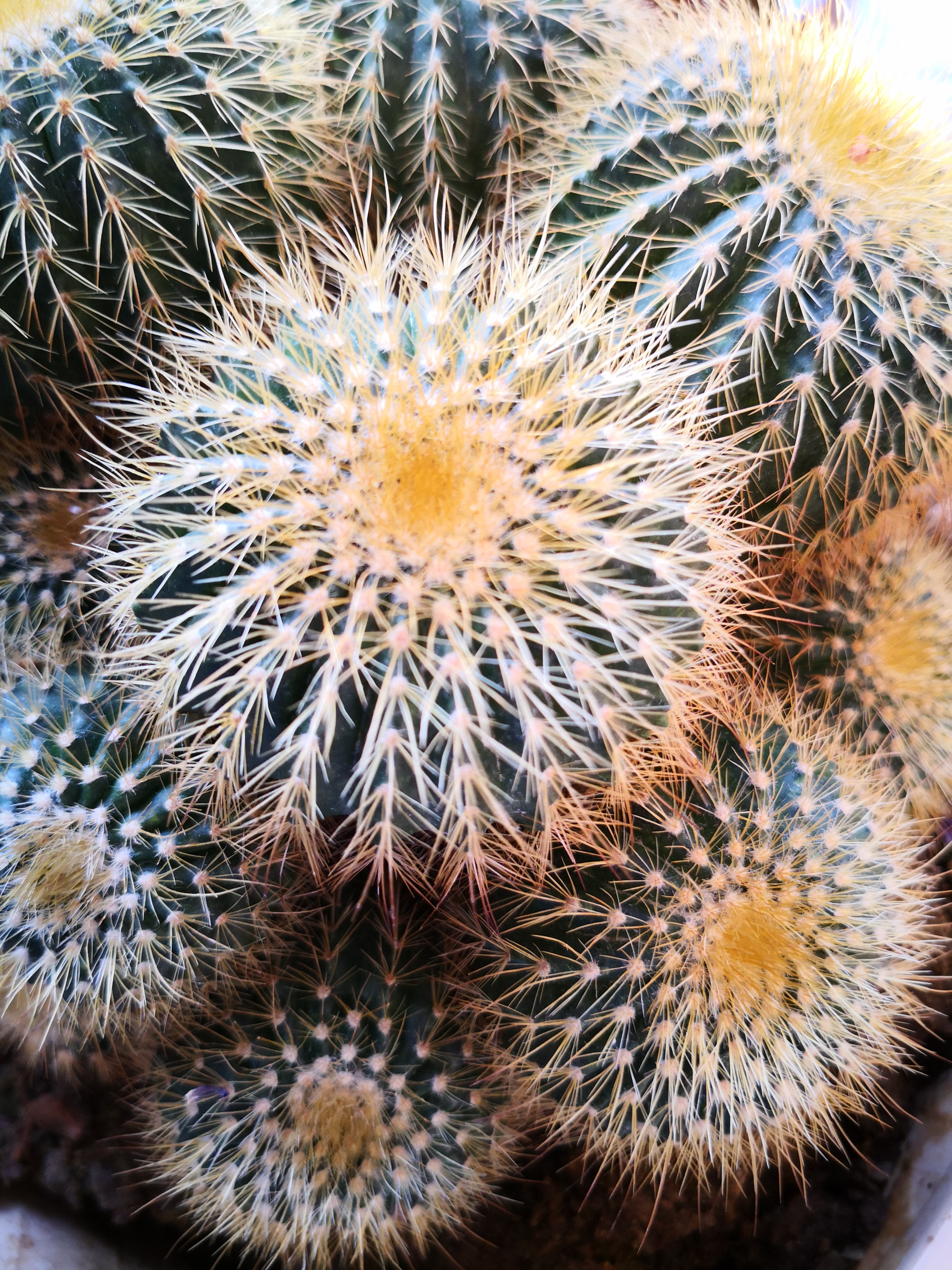 金琥仙人球圆乎乎,长得如此可爱,但却只能忍着喜欢远远看看,不能触摸.