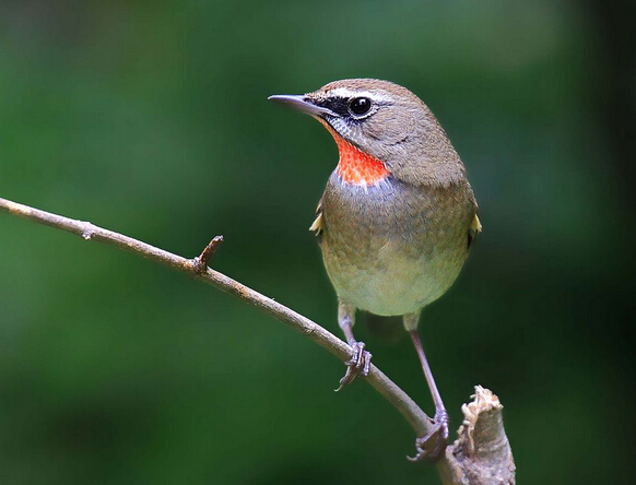 红靛颏儿,最明显的特征是雄性鸟的颈和喉部分,是赤红色的羽毛