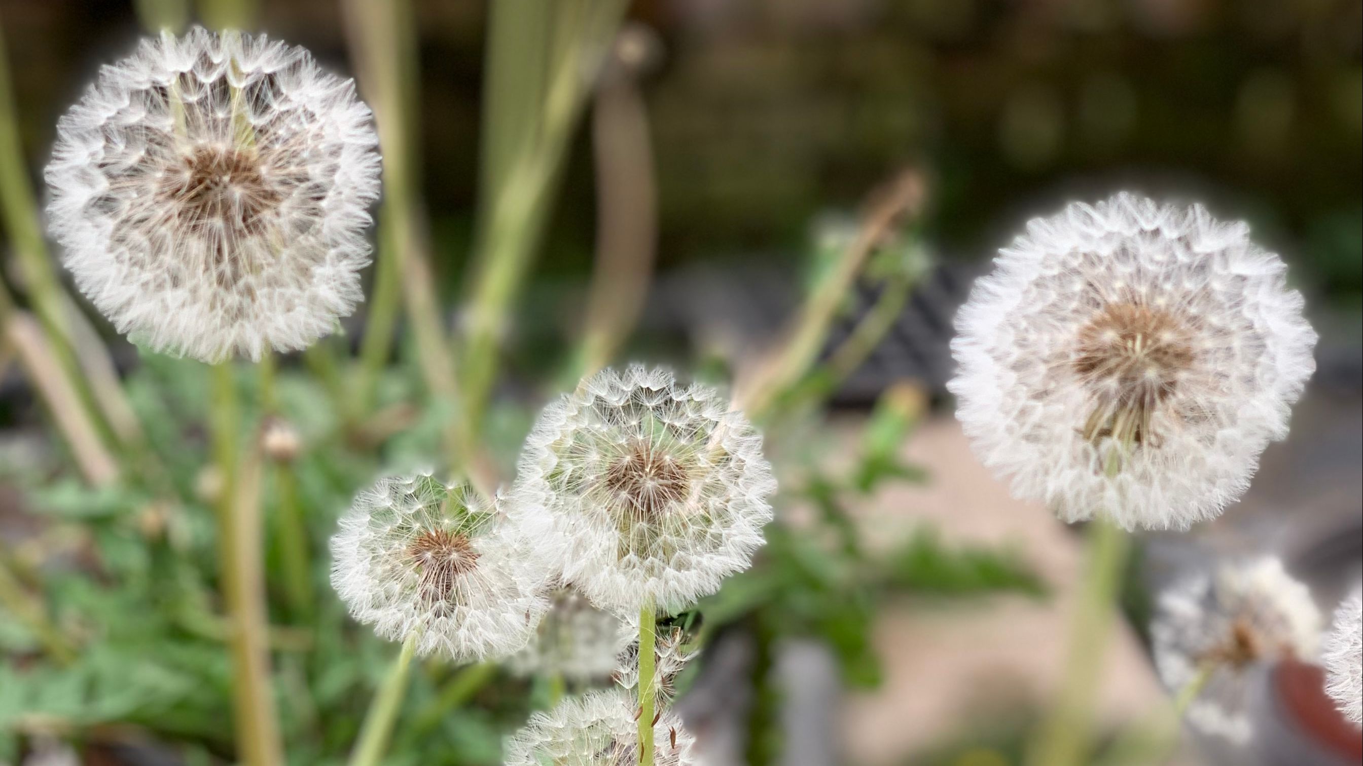 "萌物"蒲公英:不起眼的小野菜 全身都是宝