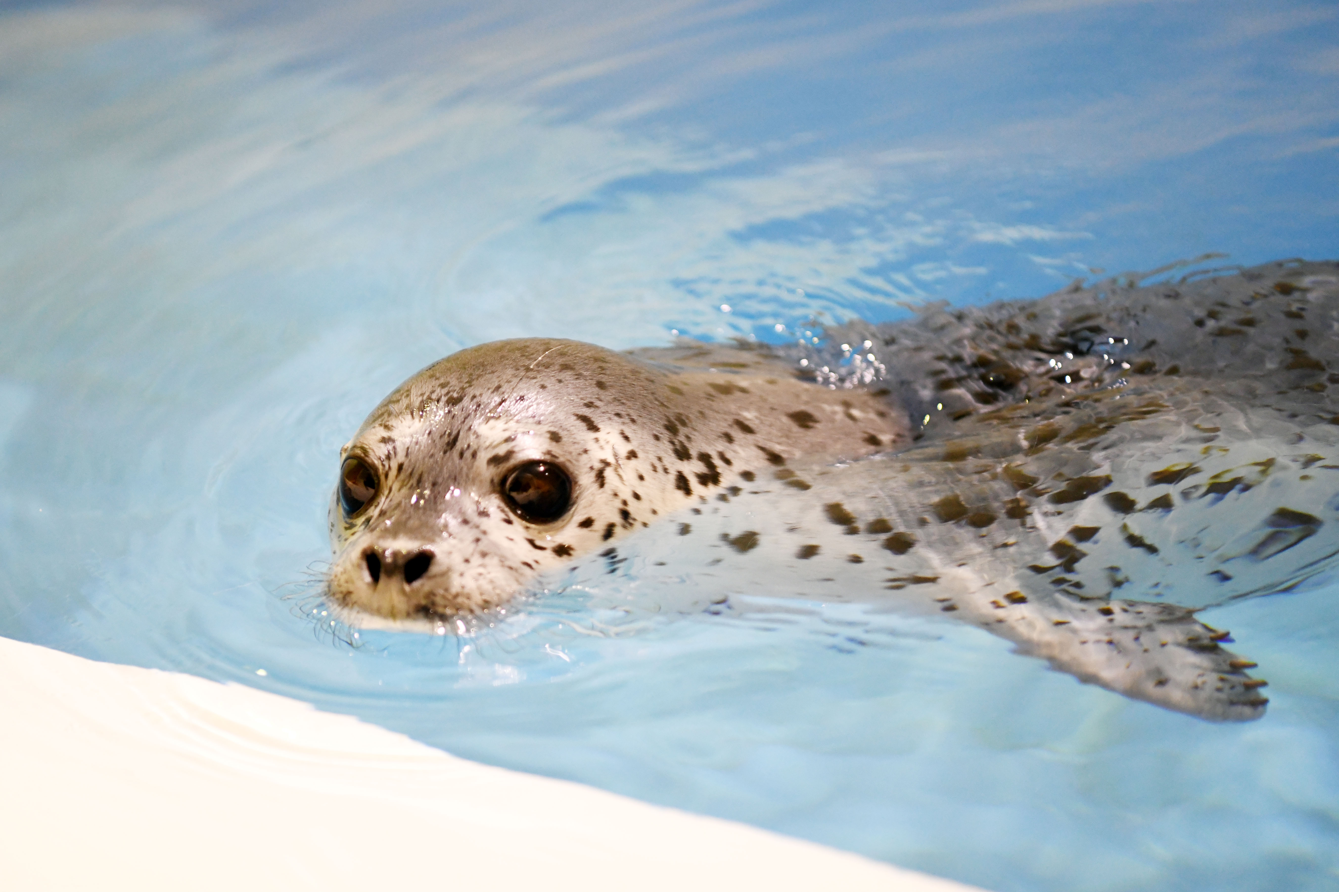 哈尔滨极地馆"海豹幼儿园"开园