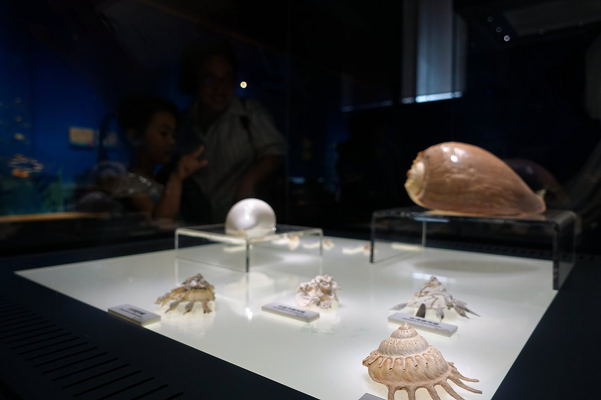 嬉行记# 北海南珠博物馆,作为一个令人向往的地方,承载着丰富的历史