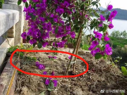 阆中古城盗花贼被抓 还是雌雄双盗!