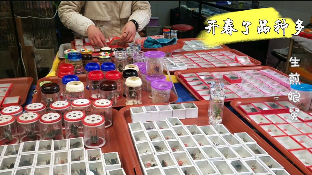 实拍上海最大的花鸟市场,盆景植物超多,老年人最爱逛的地方