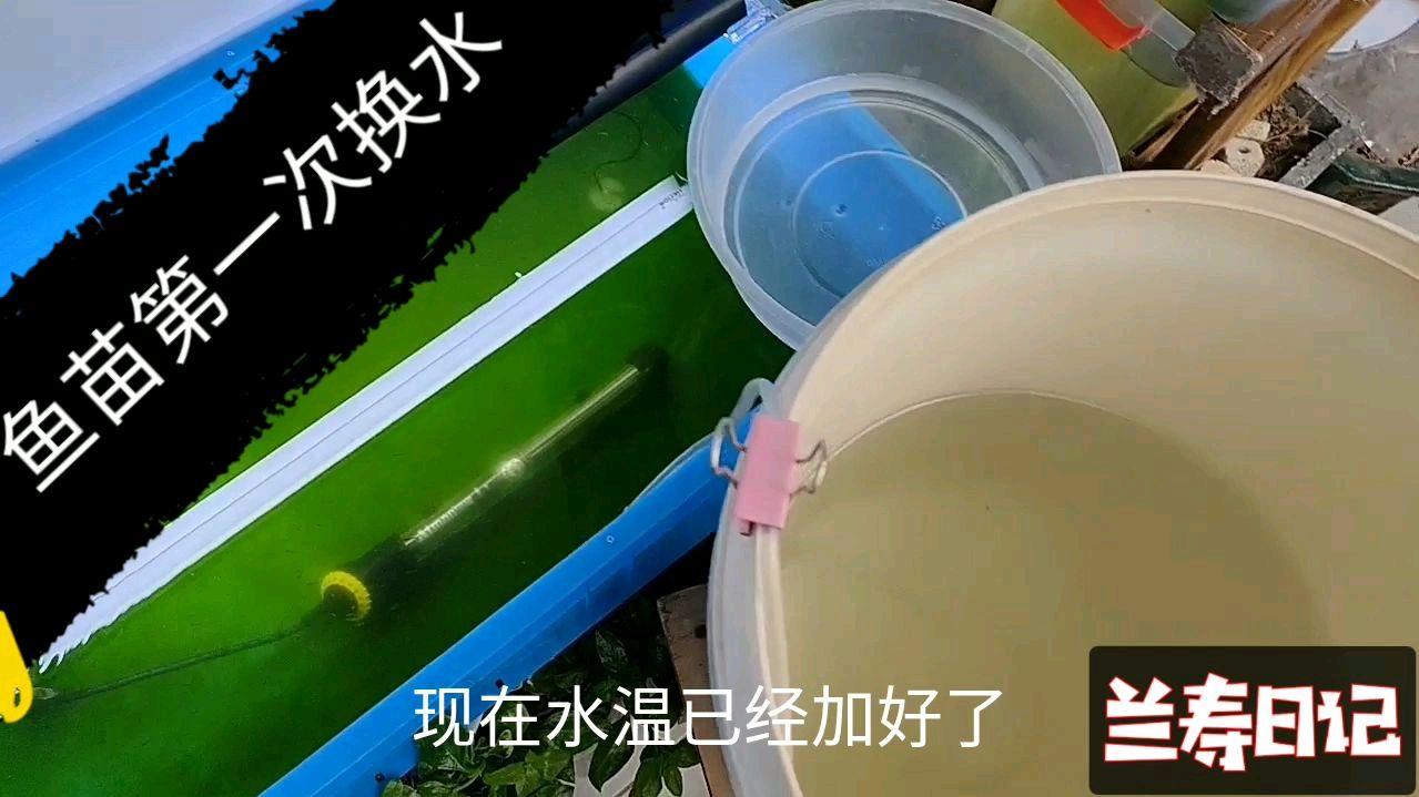 小鱼苗第一次换水