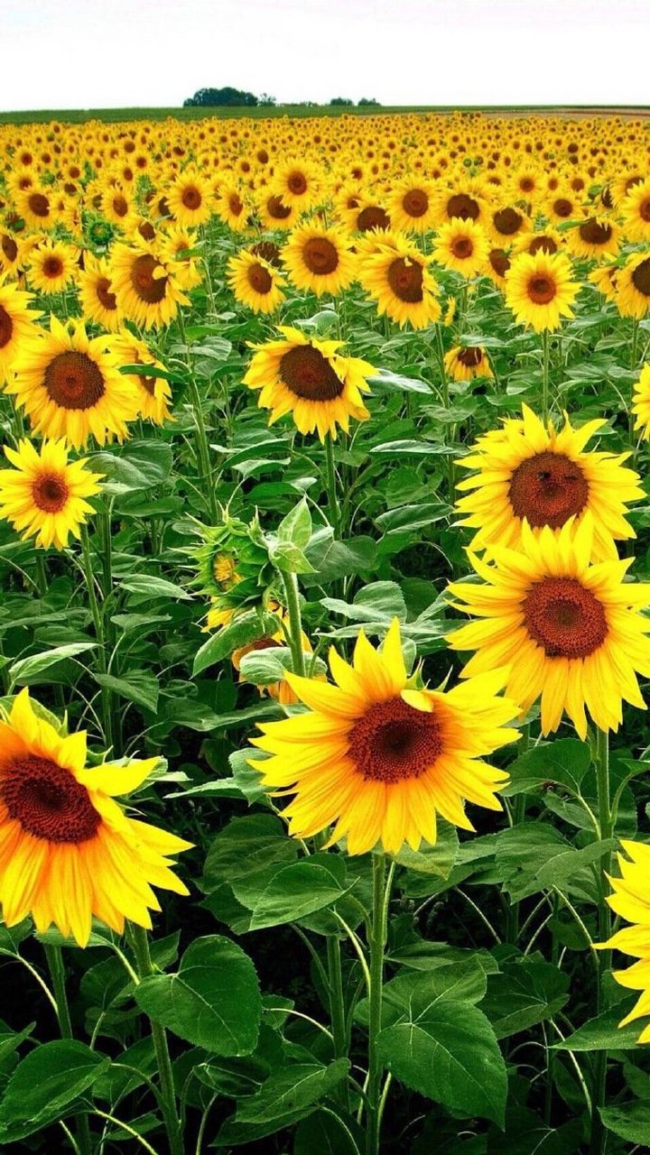 我们可以卑微如尘土,不可扭曲如蛆虫.  —— 季业