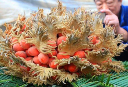 不过凤凰果还有很大的药用功效,有些有钱人求之不得呢,凤凰果还能健脾