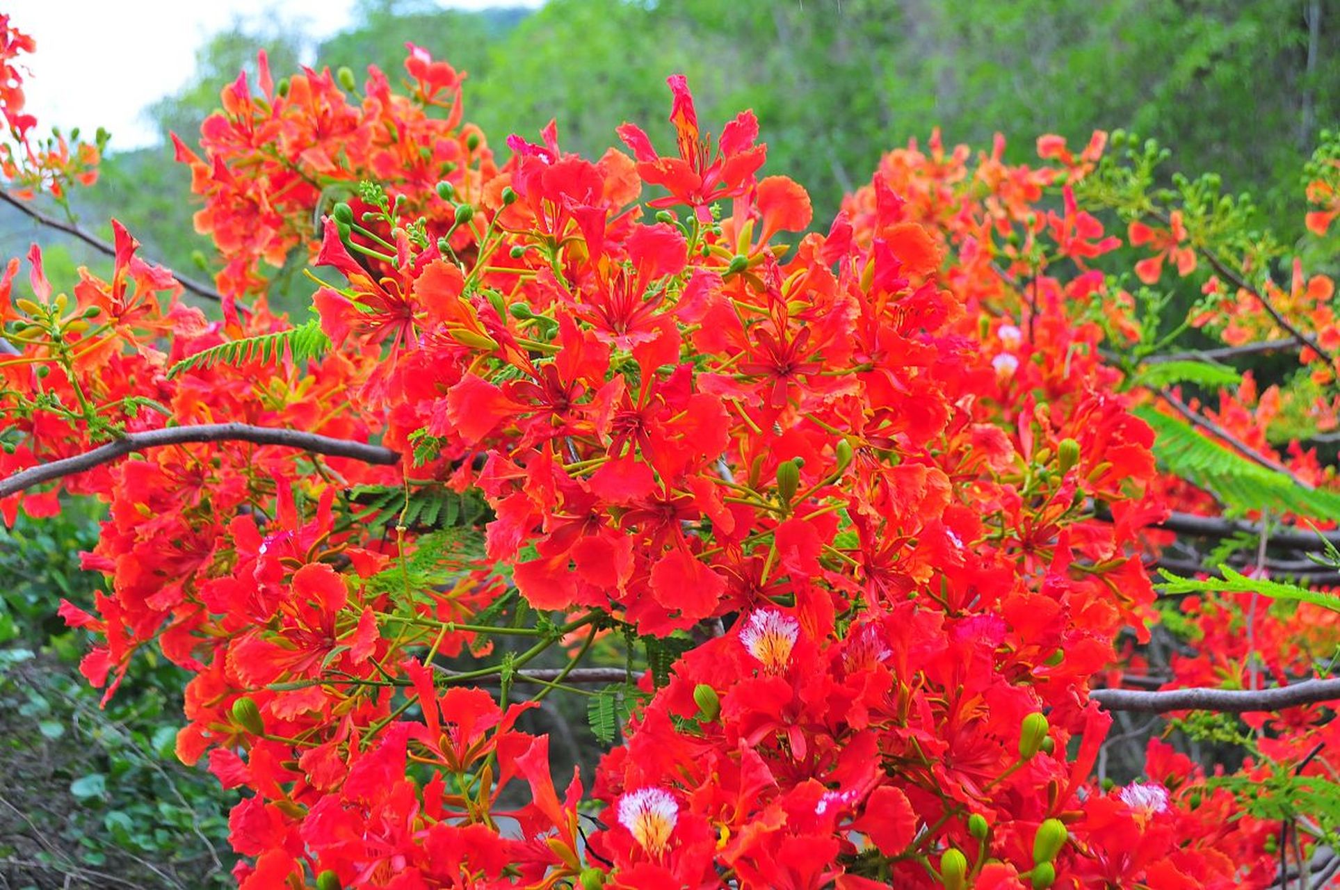 红艳的花朵在绿叶的映衬下更显鲜艳夺目,它们随着微风轻轻摇曳,仿佛在