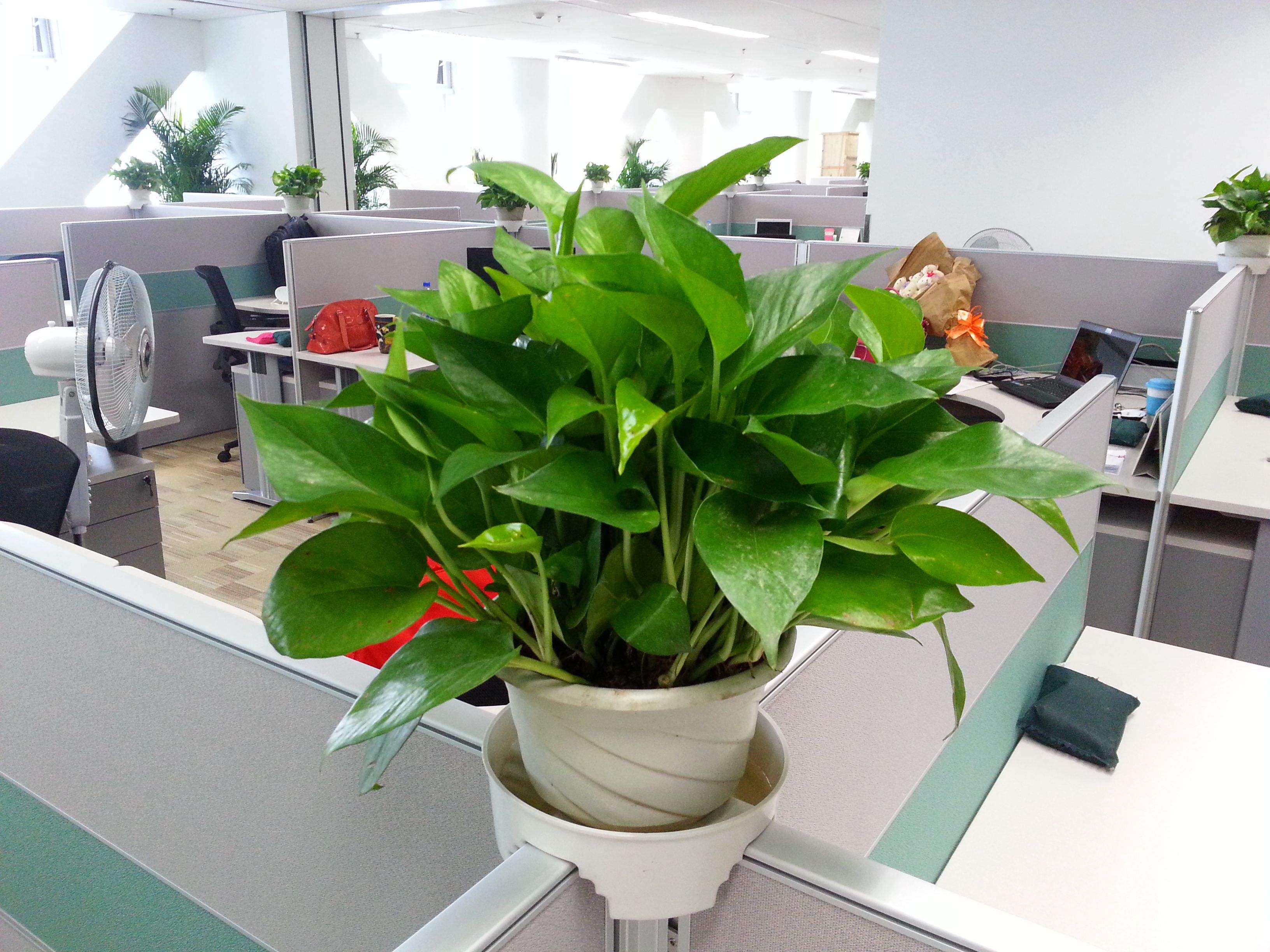 办公桌绿植 - 2020年最新商品信息聚合专区 - 百度爱采购