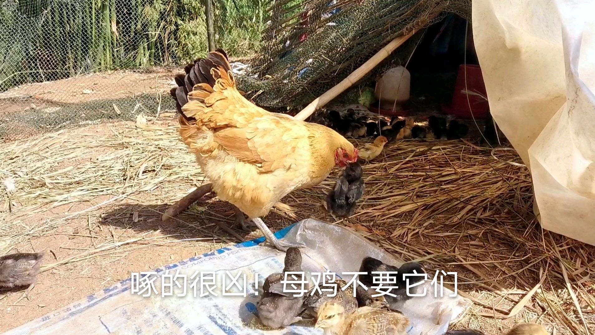 母鸡对小鸡下狠手,带了8天机器孵化的小鸡,现在区别对待了
