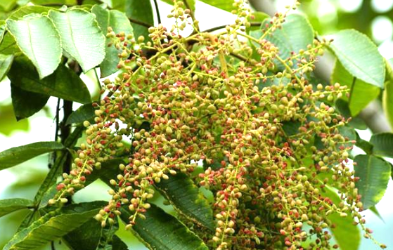 小时候常吃的这种"盐酸子",你还记得吗?它可是止血散瘀的好药