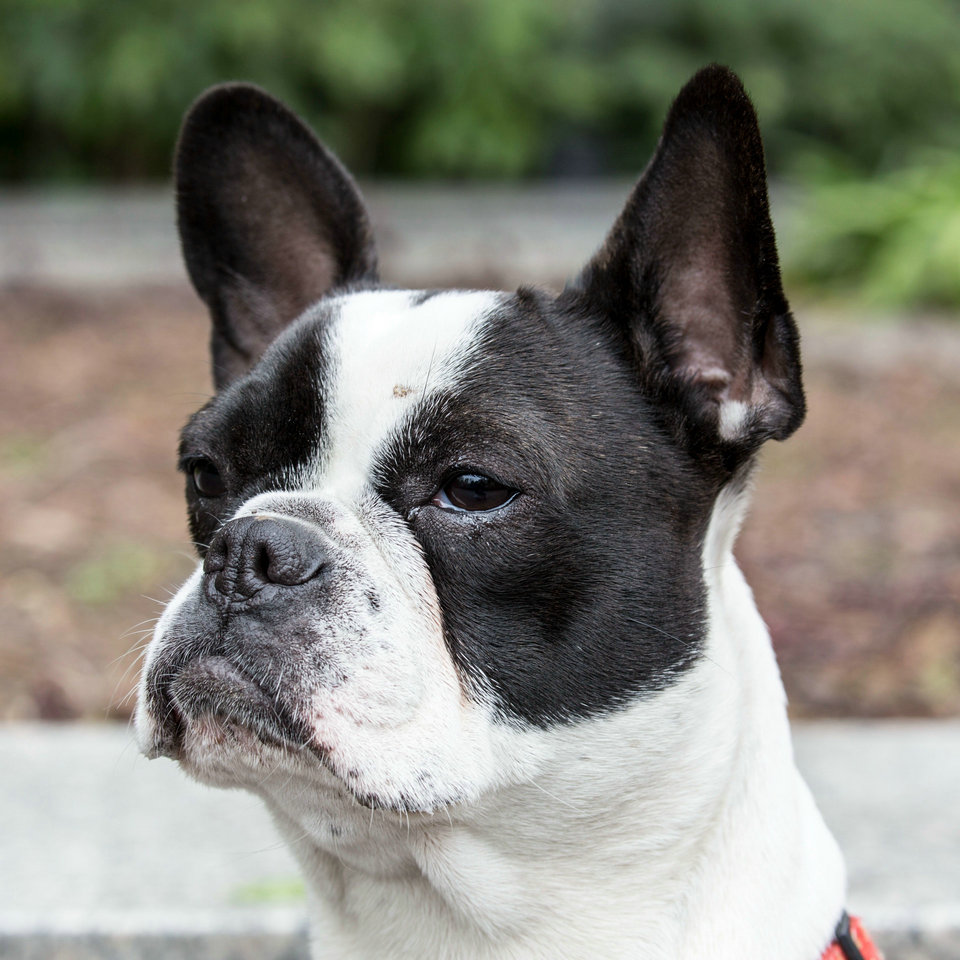 波士顿梗如何训练 乱叫训练时要严厉训斥