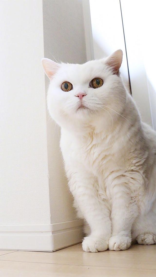 关注壁纸第136期,猫皇