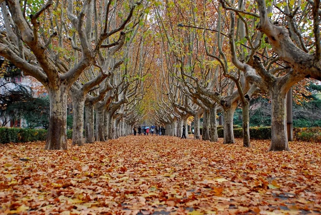 火了:西安交通大学这条梧桐树道,被誉为高校最美(多图)!