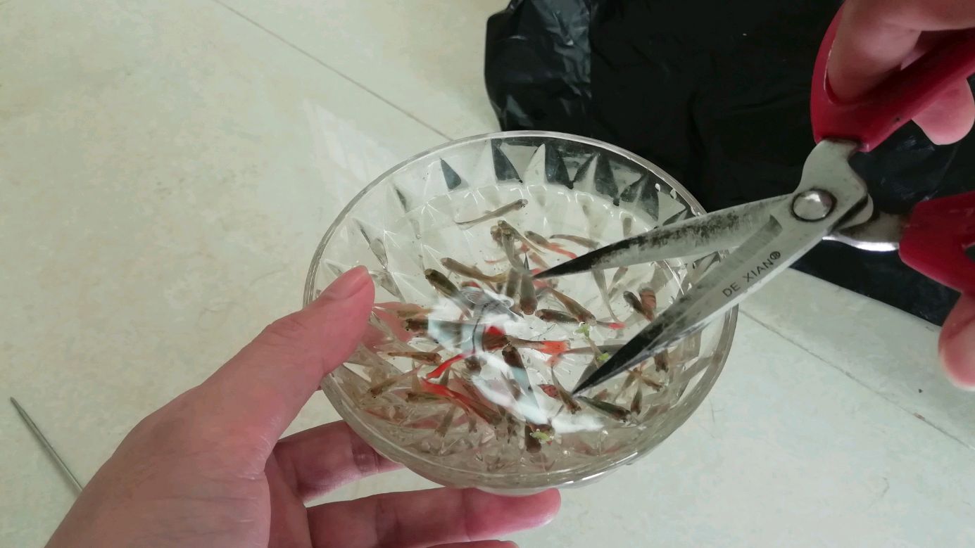冬天孔雀鱼如何保温,低于多少度会死亡,我这个月工资就这样没了