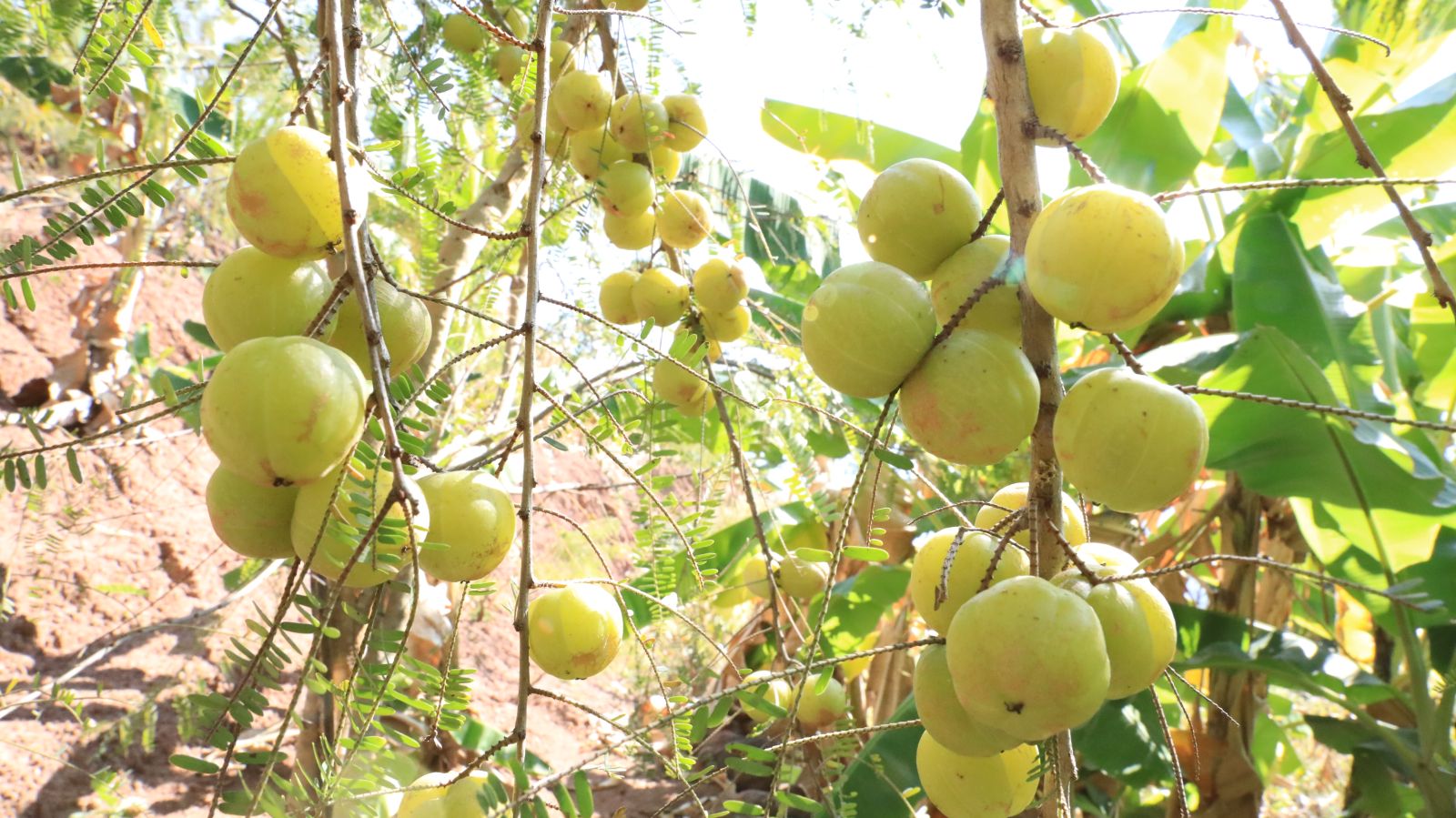 860亩高黎贡山糯橄榄成保山增收新亮点!