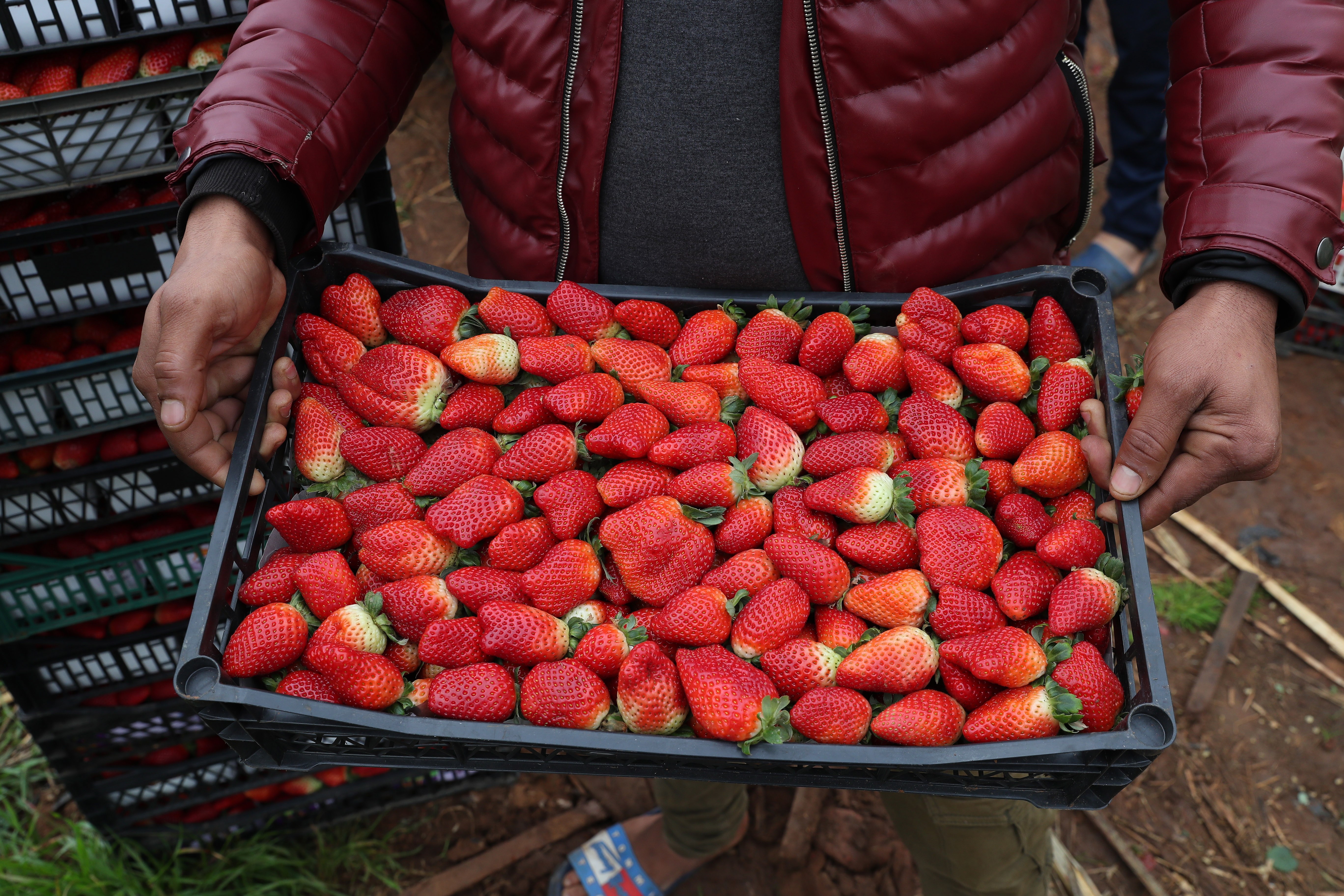 提帕萨草莓丰收