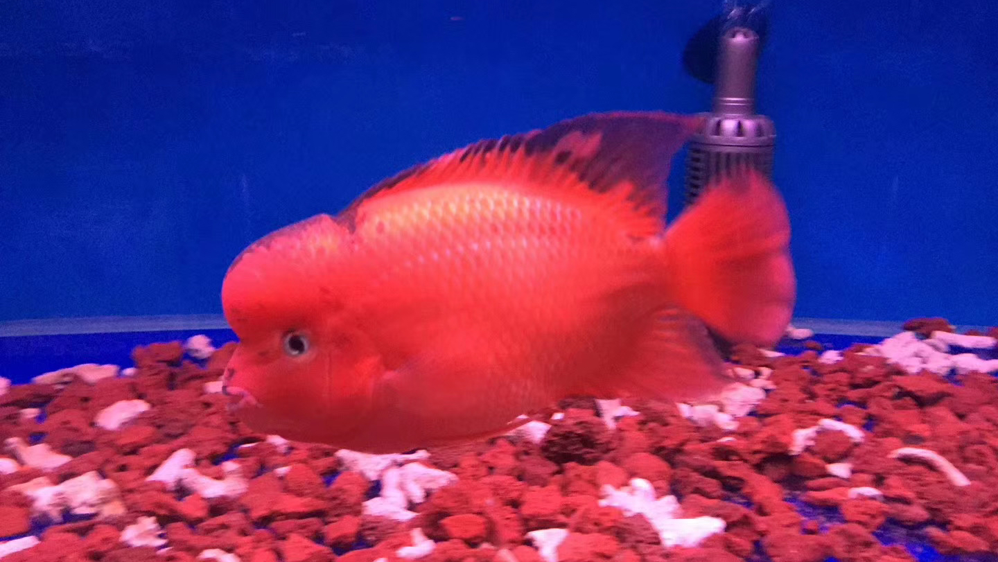 这2个罗汉鱼繁殖你们见过吗?