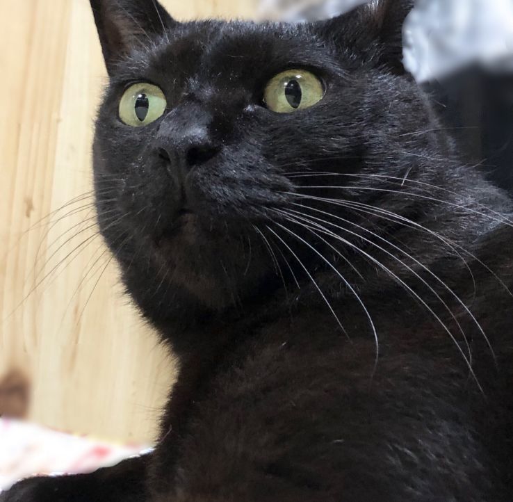 被铲屎官抱着,猫一脸生无可恋的表情