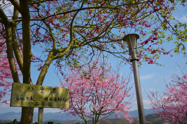 国内最大面积的樱花花海在这里,来一场浪漫的粉色邂逅