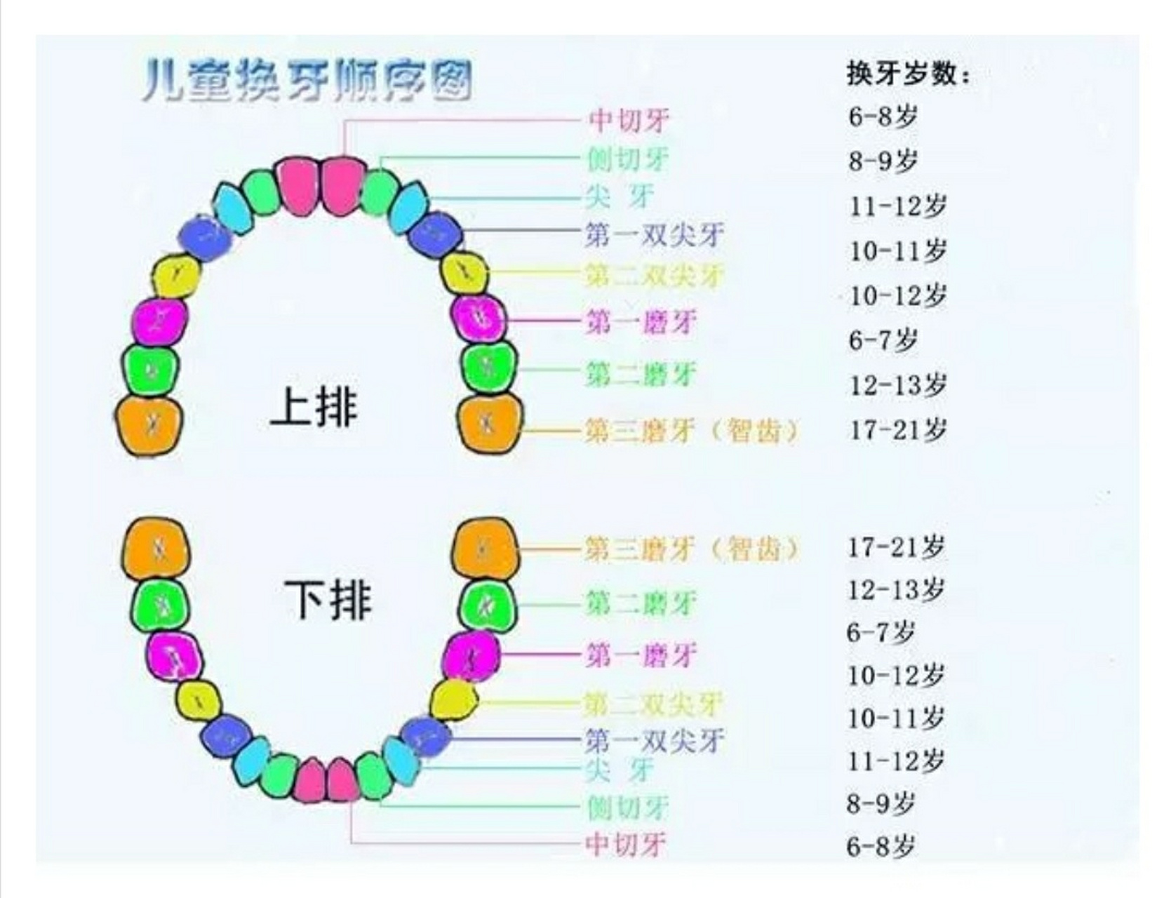 宝宝换牙,妈妈要知道这些事:换牙时间与换牙顺序.