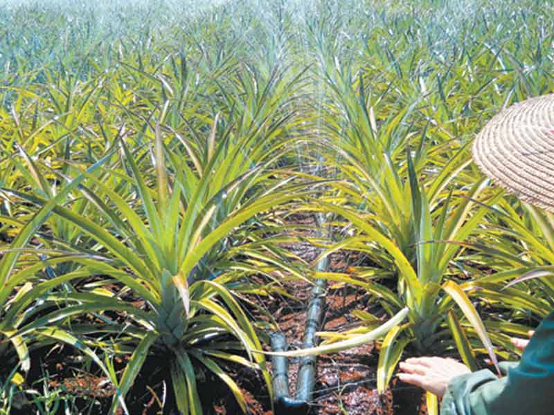 对于菠萝种植过程中,大家有什么更好的建议或病害防治措施吗?