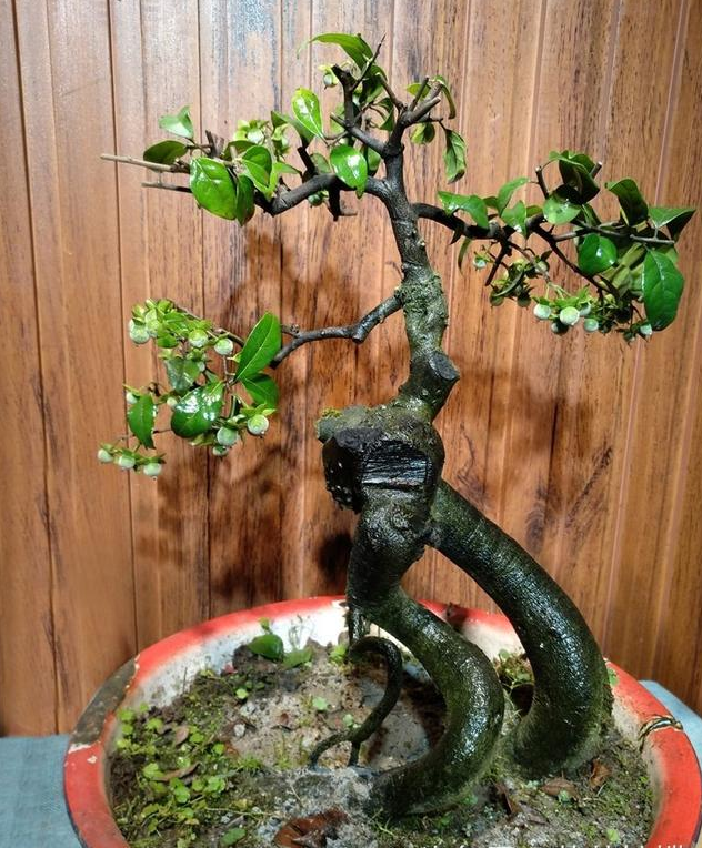 老花匠:只要能把"盆景树"养好,就算是烂陶瓷盆,看着也上档次