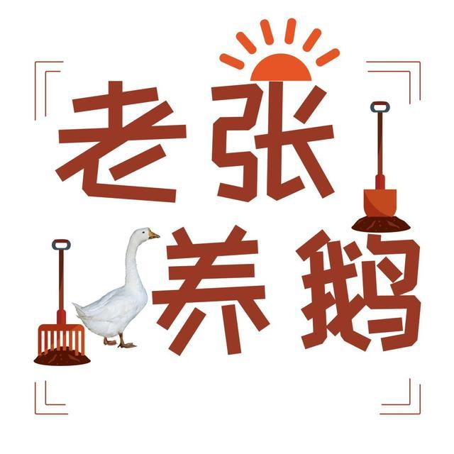 养鹅16年的老张告诉你:种蛋是如何孵化成鹅苗的?