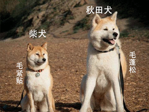 秋田和柴犬对比照片图片