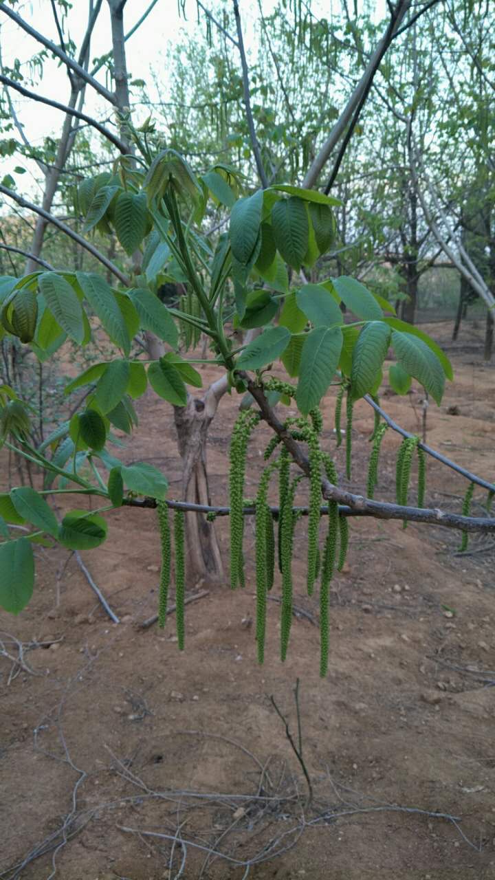 猴头核桃种植方法图片