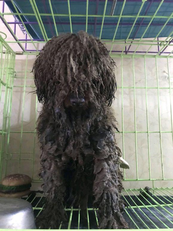 下雨天捡到一只流浪泰迪,满身泥水脏的像怪物,剃完毛后华丽逆袭