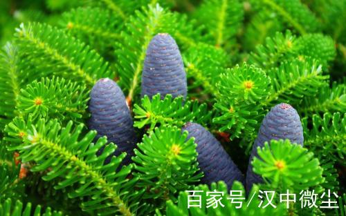 皮膚病公益良方「除溼胃苓湯加減」