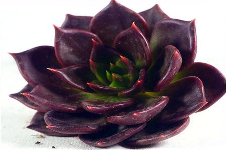 家庭养多肉黑王子,讲究一个"巧"字,2多2少要牢记,紫黑发亮