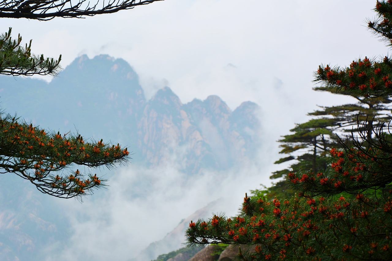 黄山美景:鬼斧神工的黄山,用自己特有的景色吸引着天下游人!