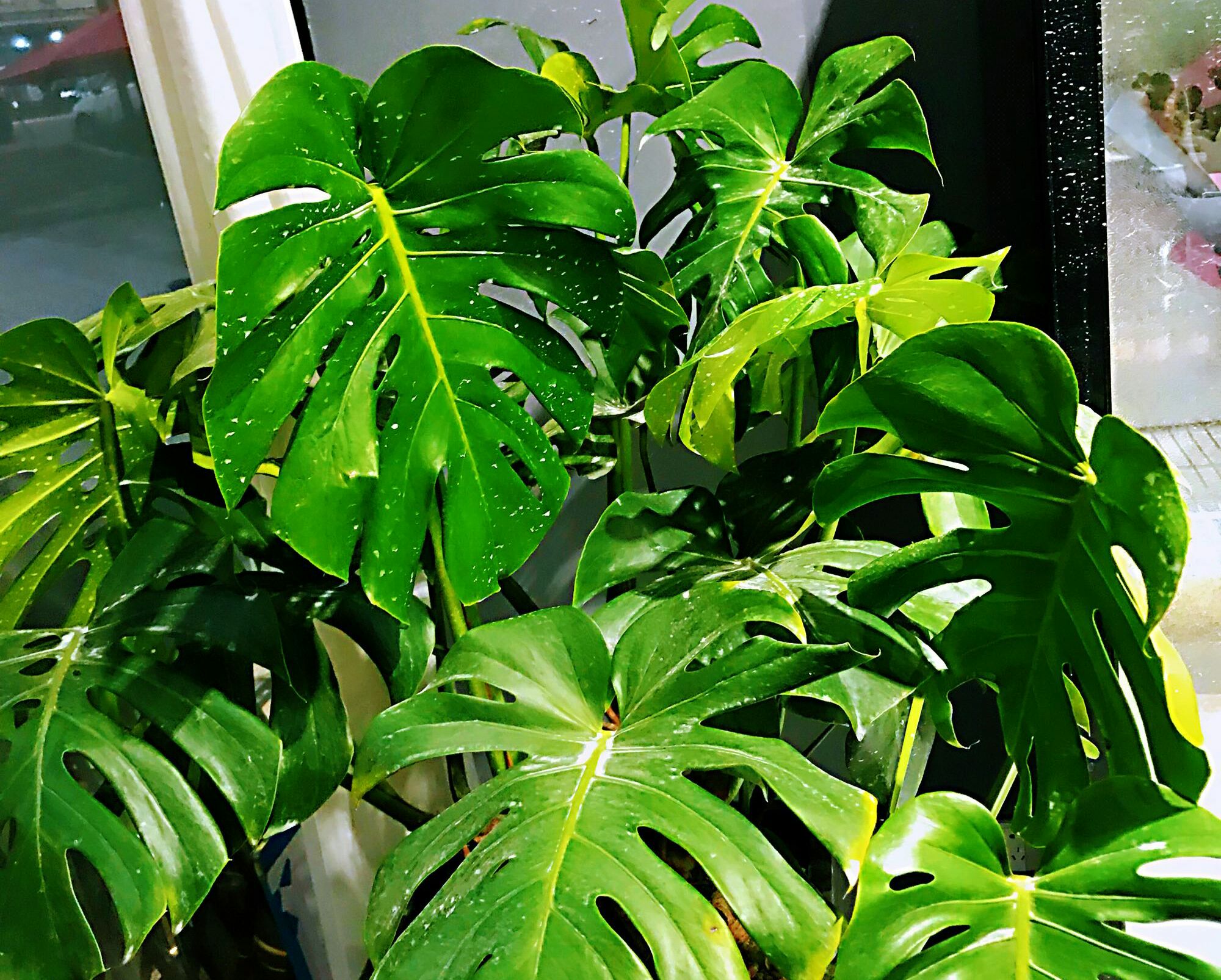 求助盆栽大咖:我的龟背竹换盆才5天叶片就往下垂了是怎么回事?