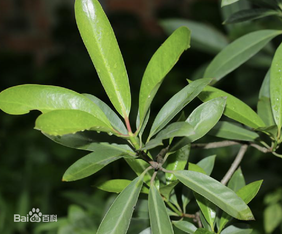 国家二级重点保护野生植物——地枫皮
