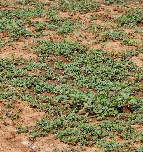 这种美味且有保健作用的野菜并不适合所有人吃?