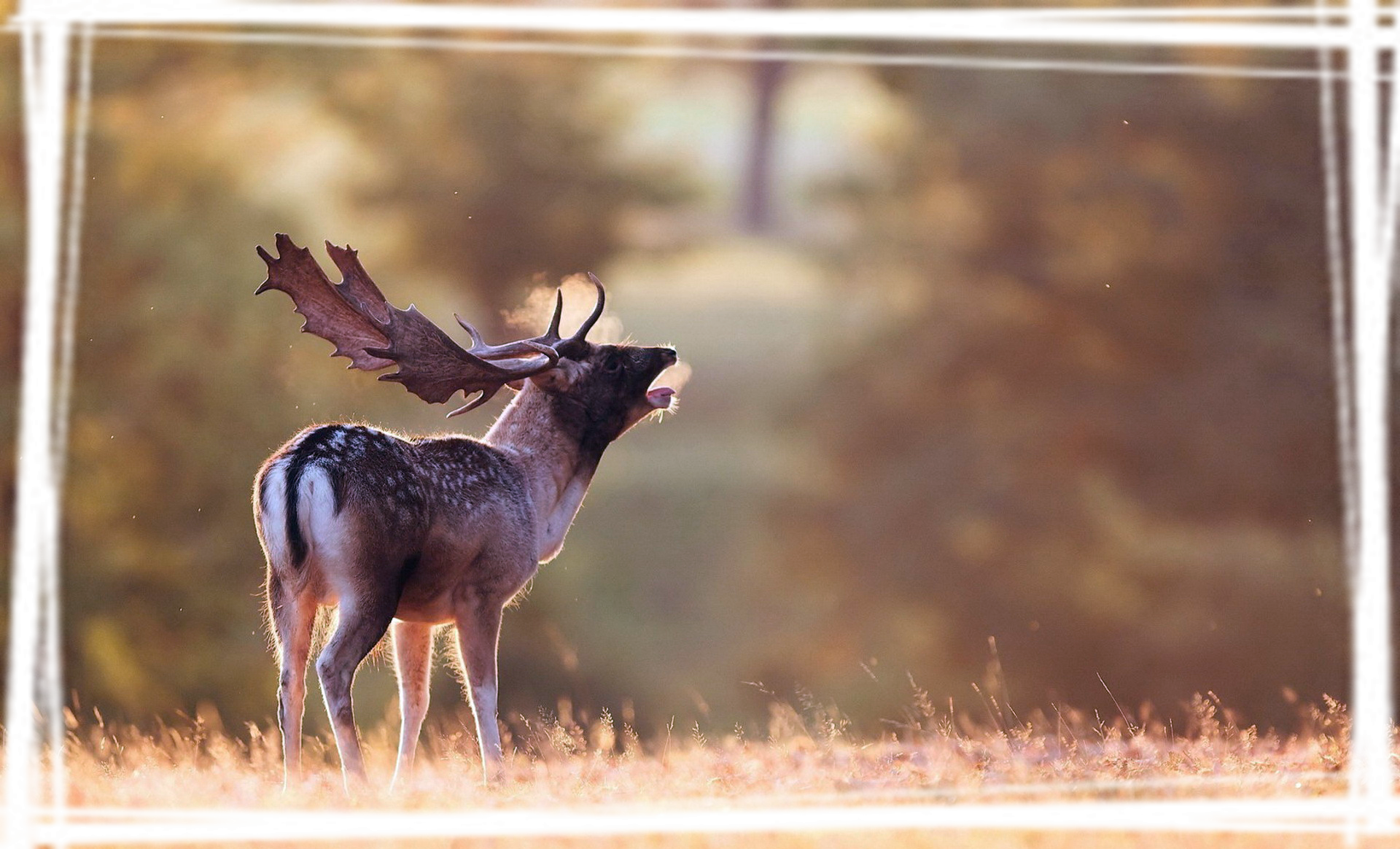 林中鹿影高清桌面壁纸