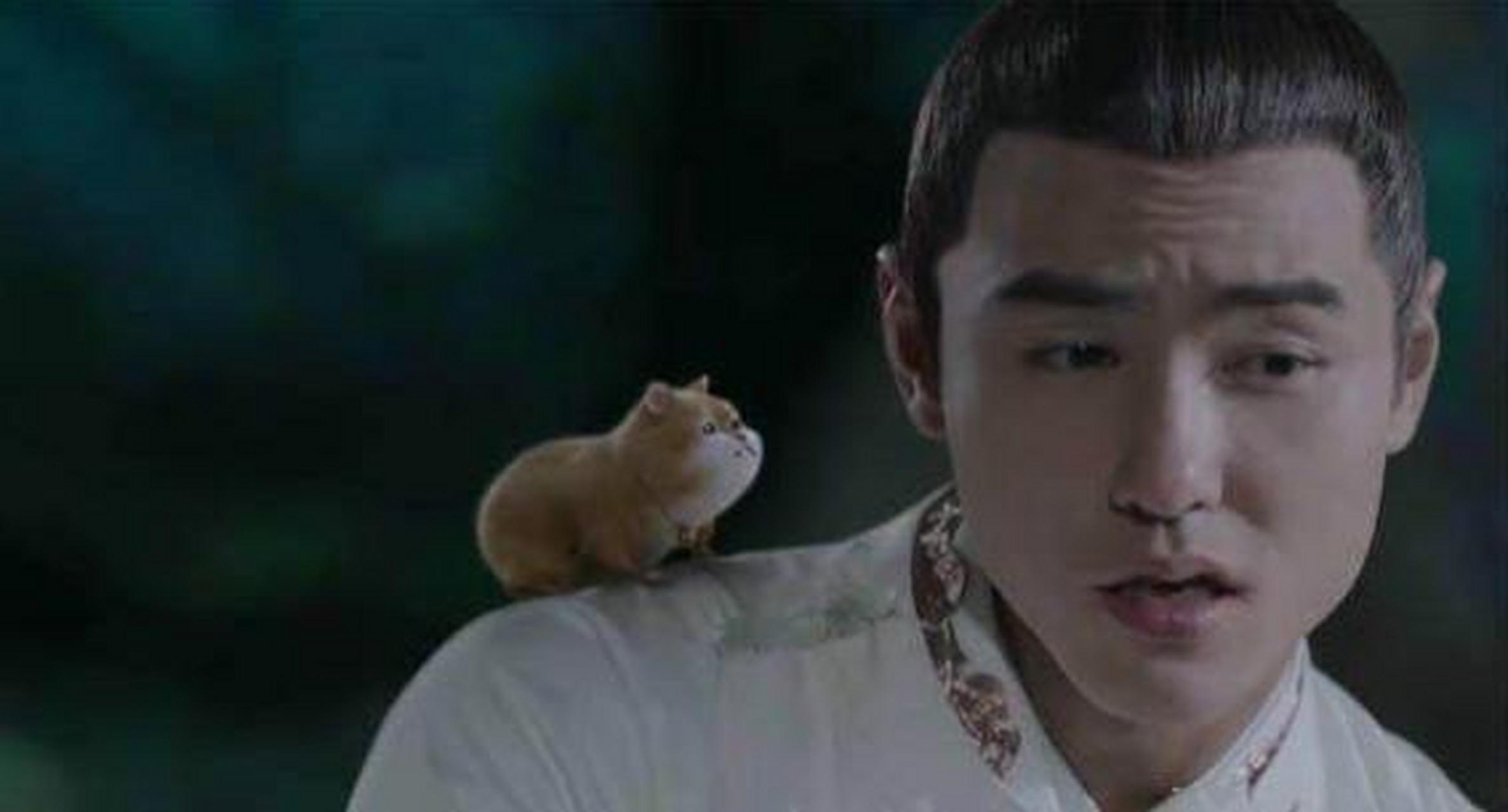 鲜活宠生#《扶摇》中的元宝 ,电视剧《扶摇》里面也有一只呆萌小宠物