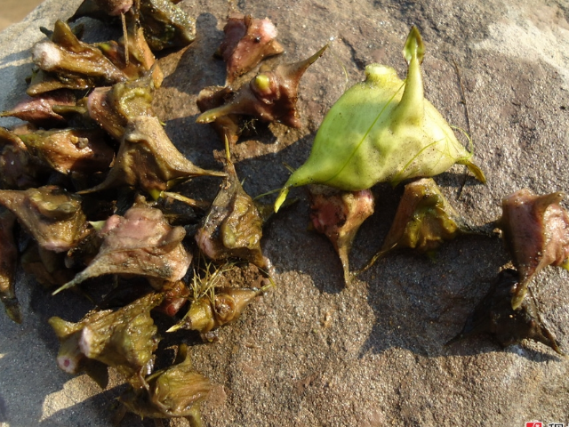 种植菱角需要注意什么,带大家了解一下菱角