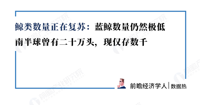 数据热|鲸类数量正在复苏:蓝鲸数量仍然极低,南半球曾有二十万头,现