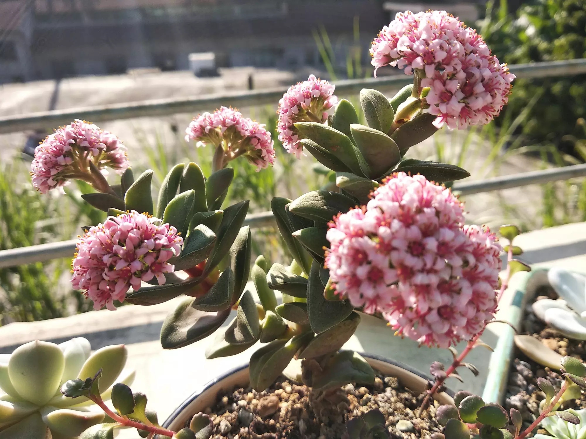 新买回来的多肉"神童"开花,美吧!还有粉雪莲,莎莎女王和格林